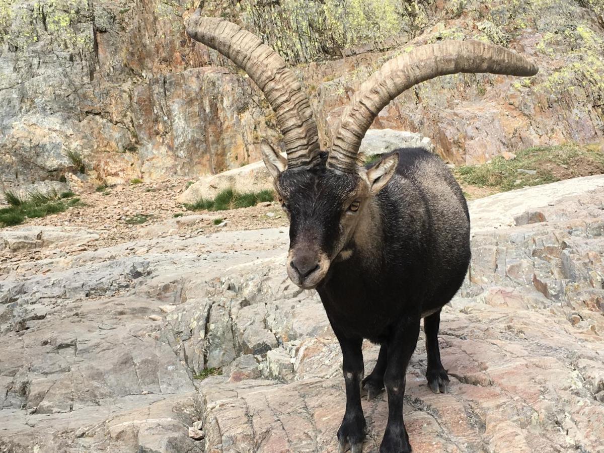 Cara Norte De Gredos Hoyos del Espino Kültér fotó